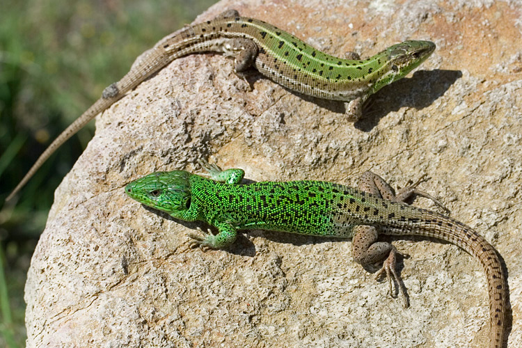Kaspische Smaragdeidechse - Lacerta strigata. Weibchen oben, Mnnchen unten.   (c) Christoph Riegler