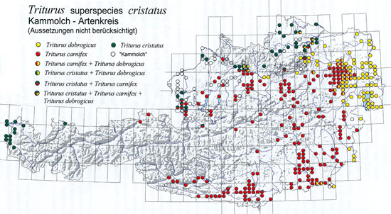 Verbreitungkarte: Kammmolch - Triturus cristatus sp. (Datenstand 1996)  © Umweltbundesamt - Quelle: Verbreitungsatlas Österreich